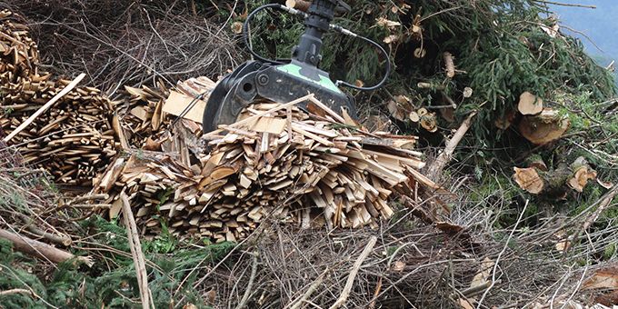 In 2019, Kicking Biomass Out of the Clean Energy Club