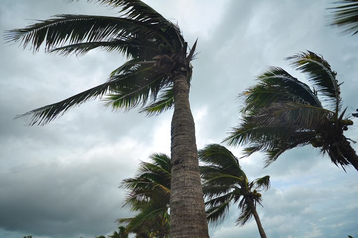 Rapid Assessment of Wind Damage